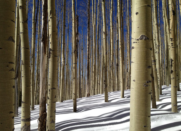 aspens